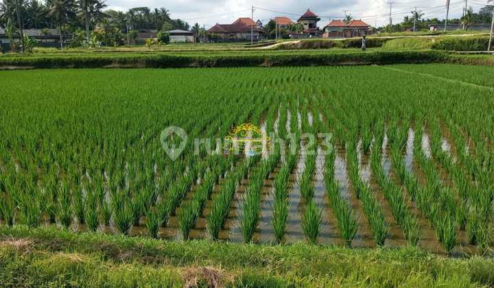 Tanah Sewa Lokasi Pejeng 3
