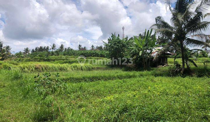 Land for sale in Pezeng location 2