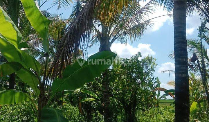 Land for sale in Bajera location 1