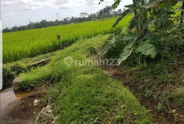 Land Location Kedisan Tegallalang Gianyar 2