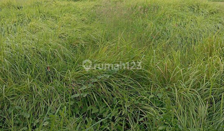 Land for sale in Umalas location 1