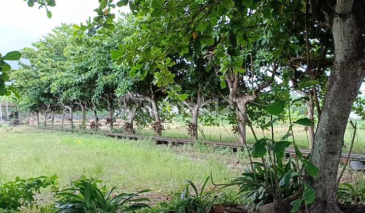 Tanah Jual Lokasi Padang Galak Tanah Jual Lokasi Padang Galak
