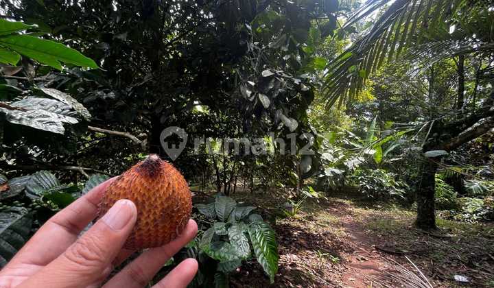 Land for Sale in Sanda Location Land for Sale in Sanda Location