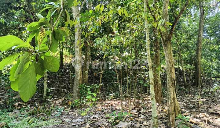 Land for Sale Location Delod Peken