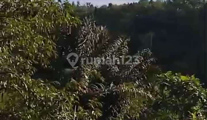 Land for Sale Buahan Location