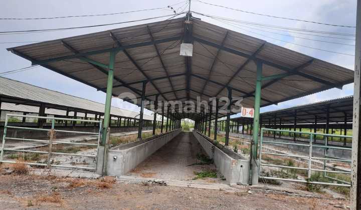 Dijual Tanah Kandang/Ternak Sapi di Desa Windurejo, Kutorejo, Mojokerto