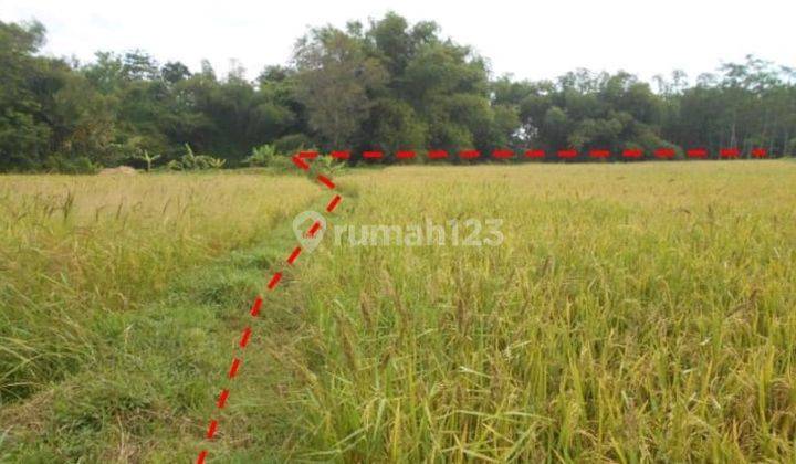 Dijual Lahan di Jl Raya Lomaer Bungkak, Batorasang, Kec. Tambelangan, Sampang, Madura 2