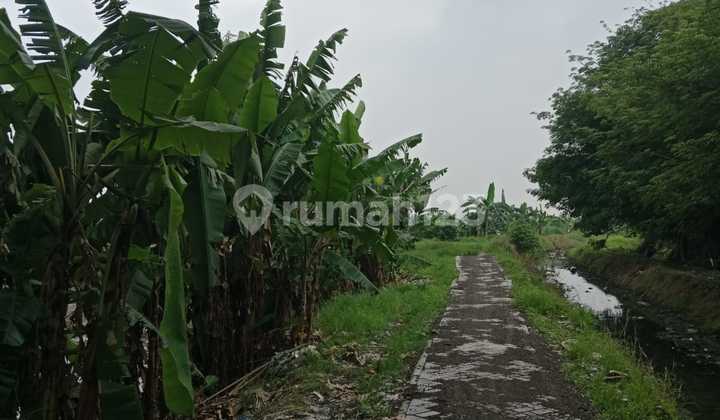 Vg283 For Sale Large Land Ready to Build Cheap Near Merr SHM in Cemandi Sedati Sidoarjo