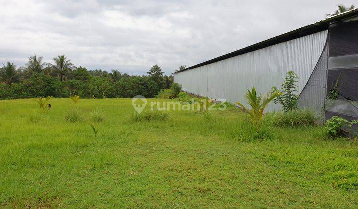 Tanah di Bali plus Chicken farm modern area Tabanan 1