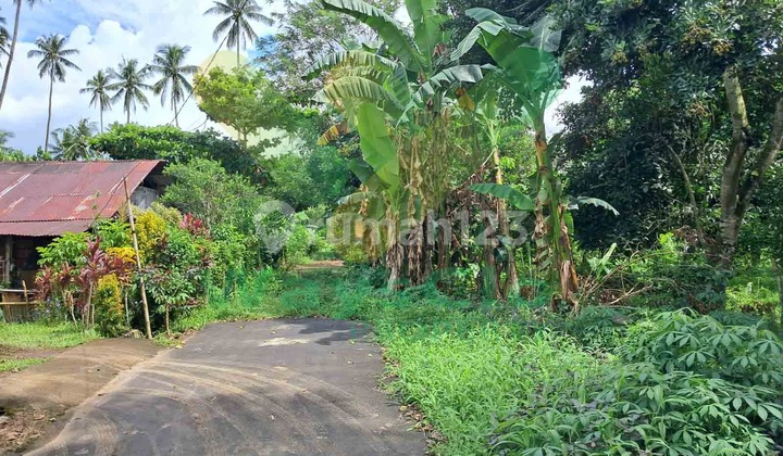 For Sale Fast Beautiful and Attractive Land in Mapanget Consolidation Area, Very Cheap Price For Sale Fast Beautiful and Attractive Land in Mapanget Consolidation Area, Very Cheap Price