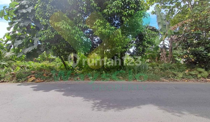 Dijual Cepat Tanah Menarik Dan Strategis Daerah Dimembe, Harga Sangat Murah