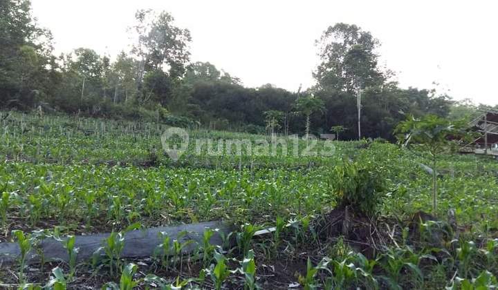 Dijual Cepat Tanah Cantik dan Menarik Daerah Romboken, Harga Sangat Murah Dijual Cepat Tanah Cantik dan Menarik Daerah Romboken, Harga Sangat Murah