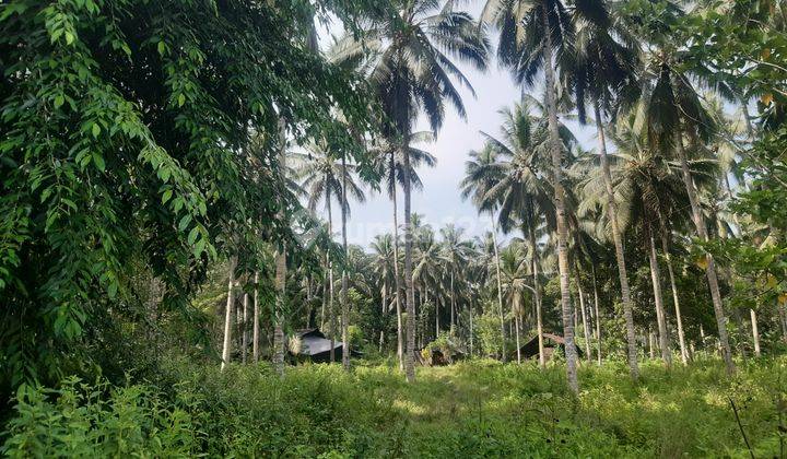 DIJUAL CEPAT TANAH MENARIK DAERAH WUSA MINUT, HARGA SANGAT MURAH 3
