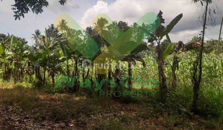 DIJUAL CEPAT TANAH CANTIK DAERAH KOKA MAPANGET, HARGA DI BAWAH PASARAN 4