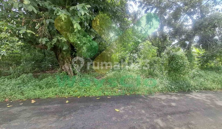 For Sale Fast Beautiful and Attractive Land in Mapanget Consolidation Area, Very Cheap Price For Sale Fast Beautiful and Attractive Land in Mapanget Consolidation Area, Very Cheap Price