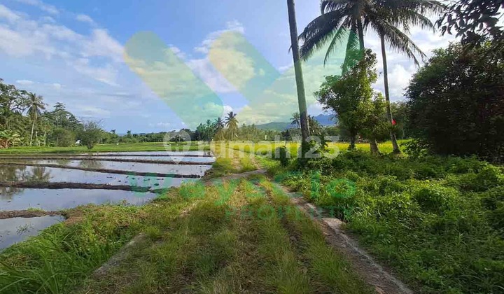 Dijual Cepat Tanah Pertanian Cantik Daerah Kauditan, Harga Sangat Murah