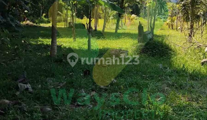 For Sale Quickly Beautiful Plantation Land in Talawaan Area, Very Cheap Price For Sale Quickly Beautiful Plantation Land in Talawaan Area, Very Cheap Price