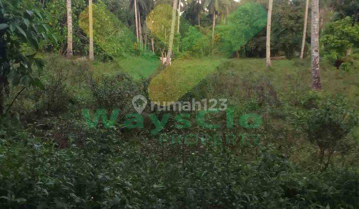 Dijual Cepat Tanah Perkebunan Menarik Daerah Kalawat, Harga Sangat Murah 2