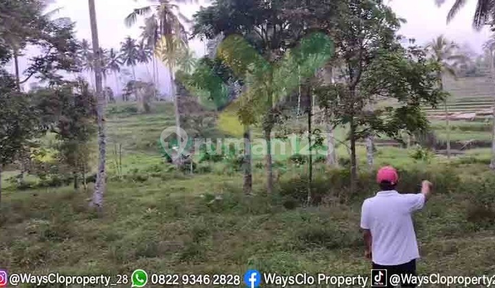 Dijual Cepat Tanah Petenakan Murah Daerah Tomohon, Harga Di Bawah Pasaran