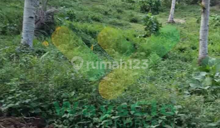 Dijual Cepat Tanah Perkebunan Menarik Daerah Tomohon, Harga Sangat Murah