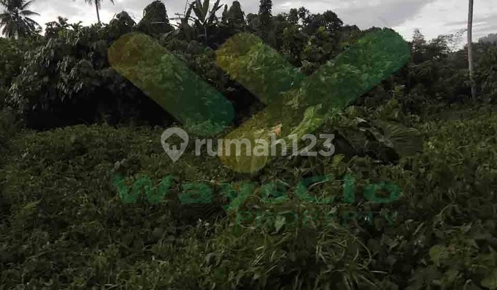 Dijual Cepat Tanah Perkebunan Menarik Daerah Talawaan, Harga Sangat Murah