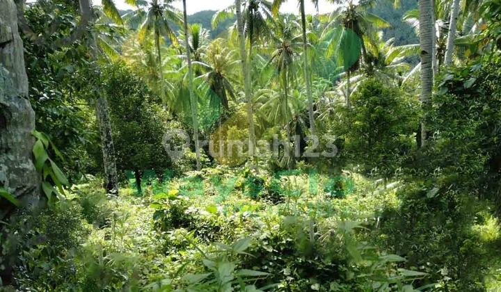 Dijual Cepat Tanah Perkebunan Murah Daerah Likupang, Harga Sangat Murah Dijual Cepat Tanah Perkebunan Murah Daerah Likupang, Harga Sangat Murah