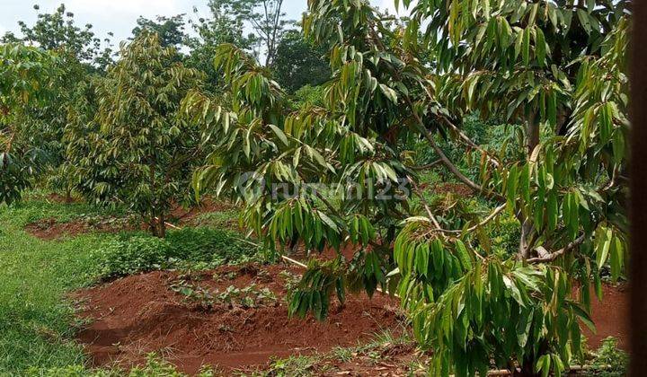 Tanah Subur Bagus Untuk Perkebunan di Area Kuningan 1