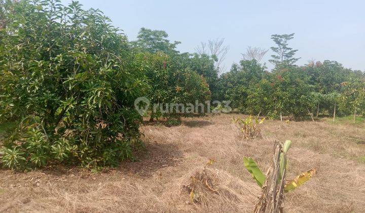 Dijual Kebun Mangga Harumanis di Sukawana Kertajati Majalengka 1