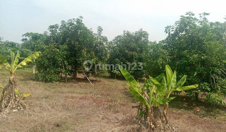 Dijual Kebun Mangga Harumanis di Sukawana Kertajati Majalengka 2