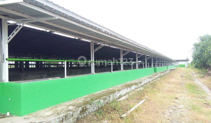 Dijual Kandang Sapi di Majasari Palasah Majalengka 2