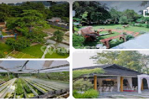 Dijual Kavling Di Jl Raya Cifor Kp Parung, Bubulak, Bogor Barat. Dijual Kavling Di Jl Raya Cifor Kp Parung, Bubulak, Bogor Barat.