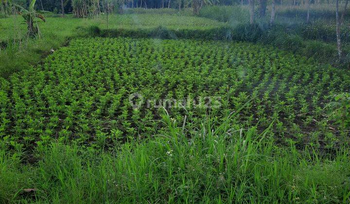 Tanah Sawah Murah Timur Jalan Palagan Dekat Dja Va Golf SHM  2