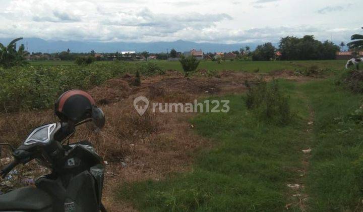 Tanah Mainroad Wiradesa Pekalongan Cocok Untuk Usaha Berbagai Usaha 2