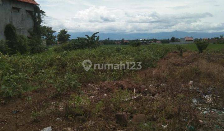 Tanah Mainroad Wiradesa Pekalongan Cocok Untuk Berbagai Usaha 2