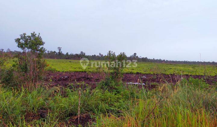 Tanah Cocok Untuk Lahan Sawit Banjarbaru 4