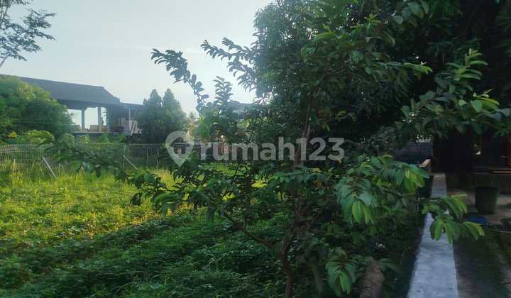 Tanah Belakang Polsek Cibeber Nego Sampai Jadi Tanah Belakang Polsek Cibeber Nego Sampai Jadi