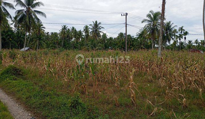 Tanah Strategis Ds Katapiang Padang Pariaman 2