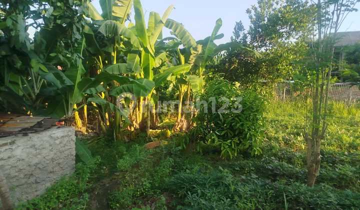 Tanah Belakang Polsek Cibeber Nego Sampai Jadi Tanah Belakang Polsek Cibeber Nego Sampai Jadi