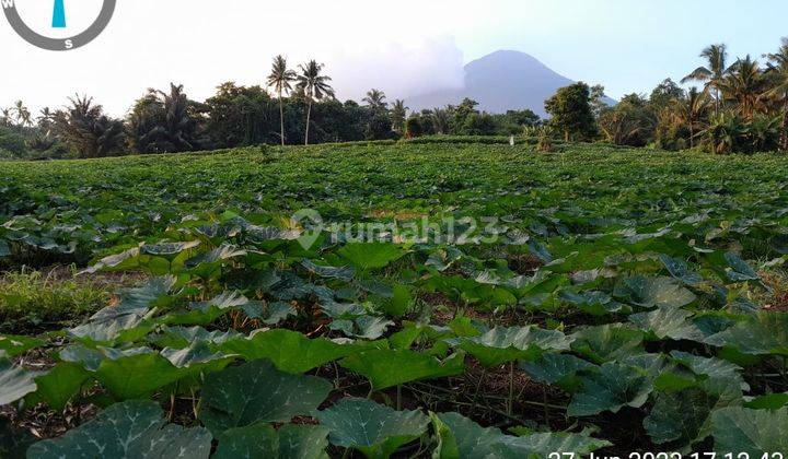 Tanah SHM 73.000 M2 di Jalan Protokol Kauditan Minahasa Utara 1