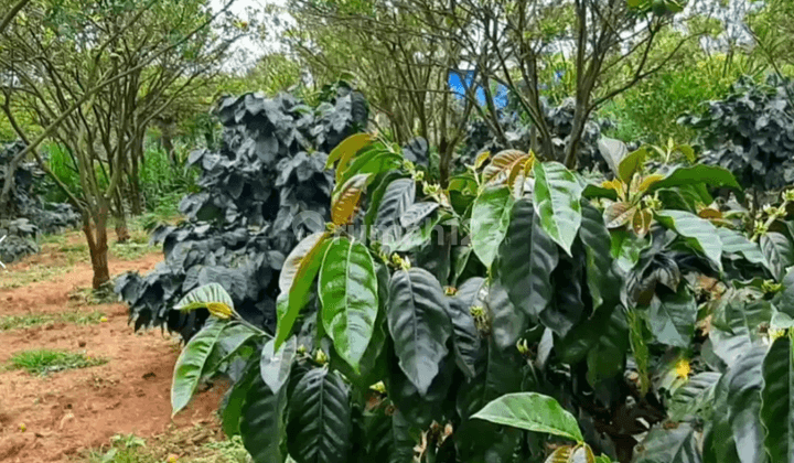 Dijual Kebun Kopi Produktif Di Kintamani Bali 8