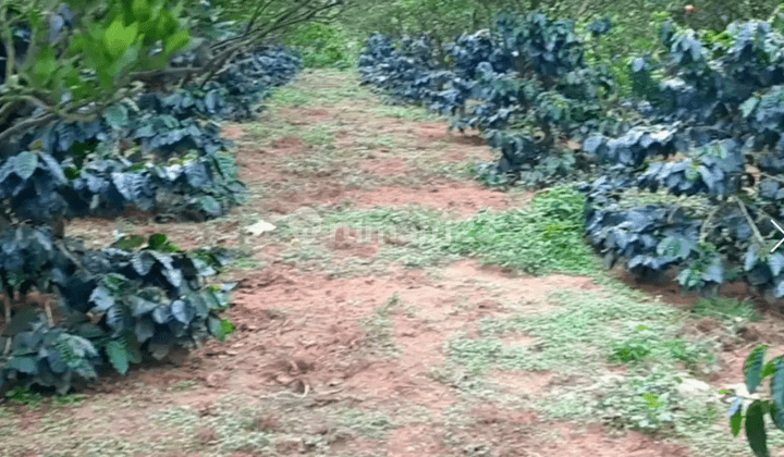 Dijual Kebun Kopi Produktif Di Kintamani Bali 9