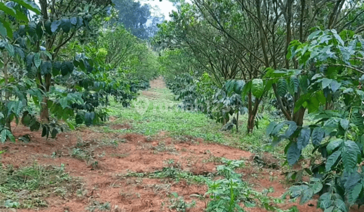 Dijual Kebun Kopi Produktif Di Kintamani Bali 10