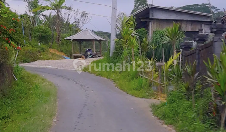 Dijual Kebun Kopi Produktif Di Kintamani Bali 11