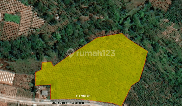 Dijual Kebun Kopi Produktif Di Kintamani Bali 13