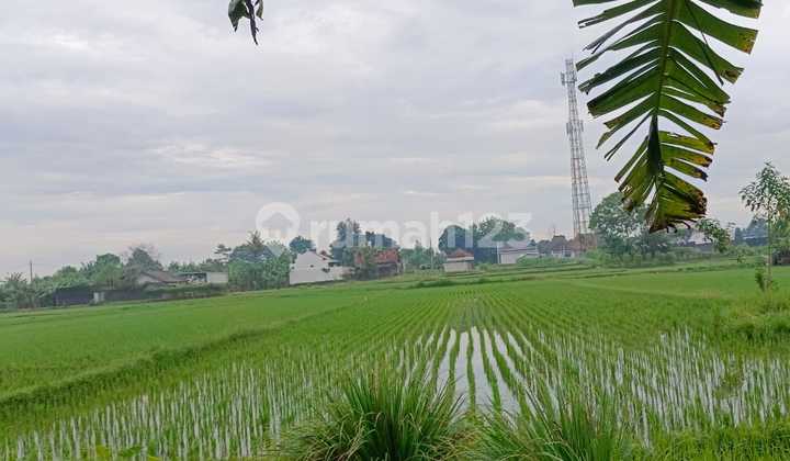 Tanah Sawah Dijual Masih Ditanami Padi Air Melimpah Jalan Sidomoyo Godean Tanah Sawah Dijual Masih Ditanami Padi Air Melimpah Jalan Sidomoyo Godean