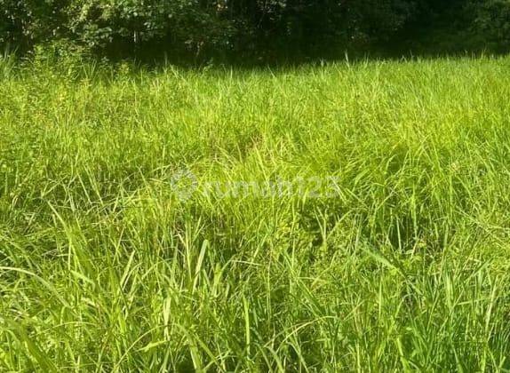 Leasehold Tanah 25 Tahun 19.5 Are di Padonan Canggu 3