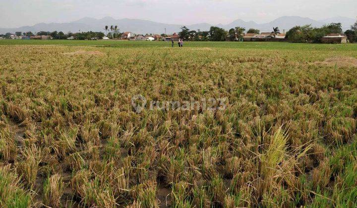 Dijual Sawah di Sapan Bandung Timur Dekat Kereta Cepat Kcic 2