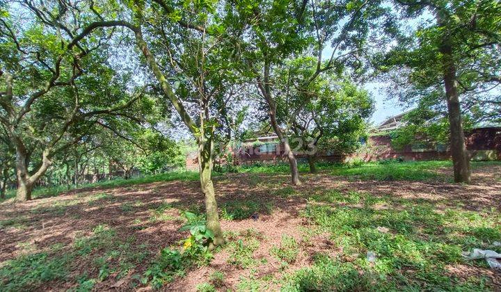 Dijual Cepat Lahan Untuk Invest Kebon Duren Segitiga Kp. Dangdang Ds. Sukamulya rumpin Bogor jawa Barat. 2