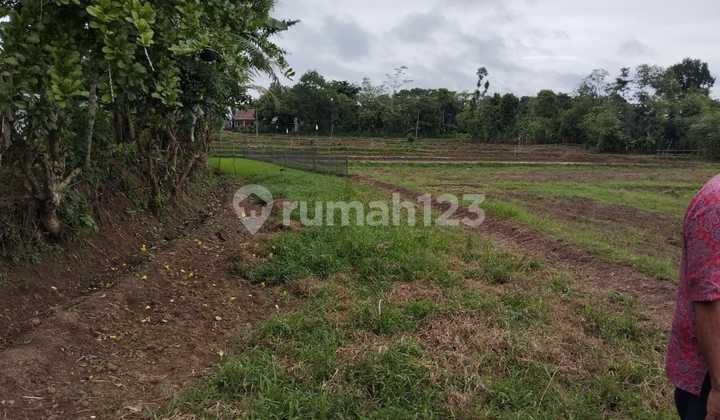 For sale: 8000 sqm land with SHM certificate, Pamarayan, Serang, Banten. For sale: 8000 sqm land with SHM certificate, Pamarayan, Serang, Banten.