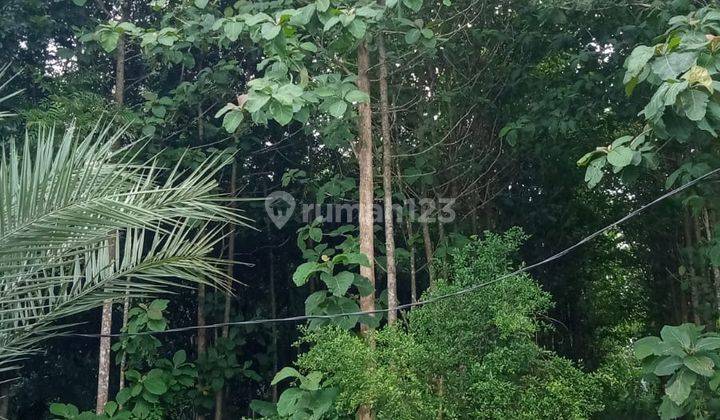Di Jual Tanah Kebun Jati Campaka Purwakarta Jawa Barat 2